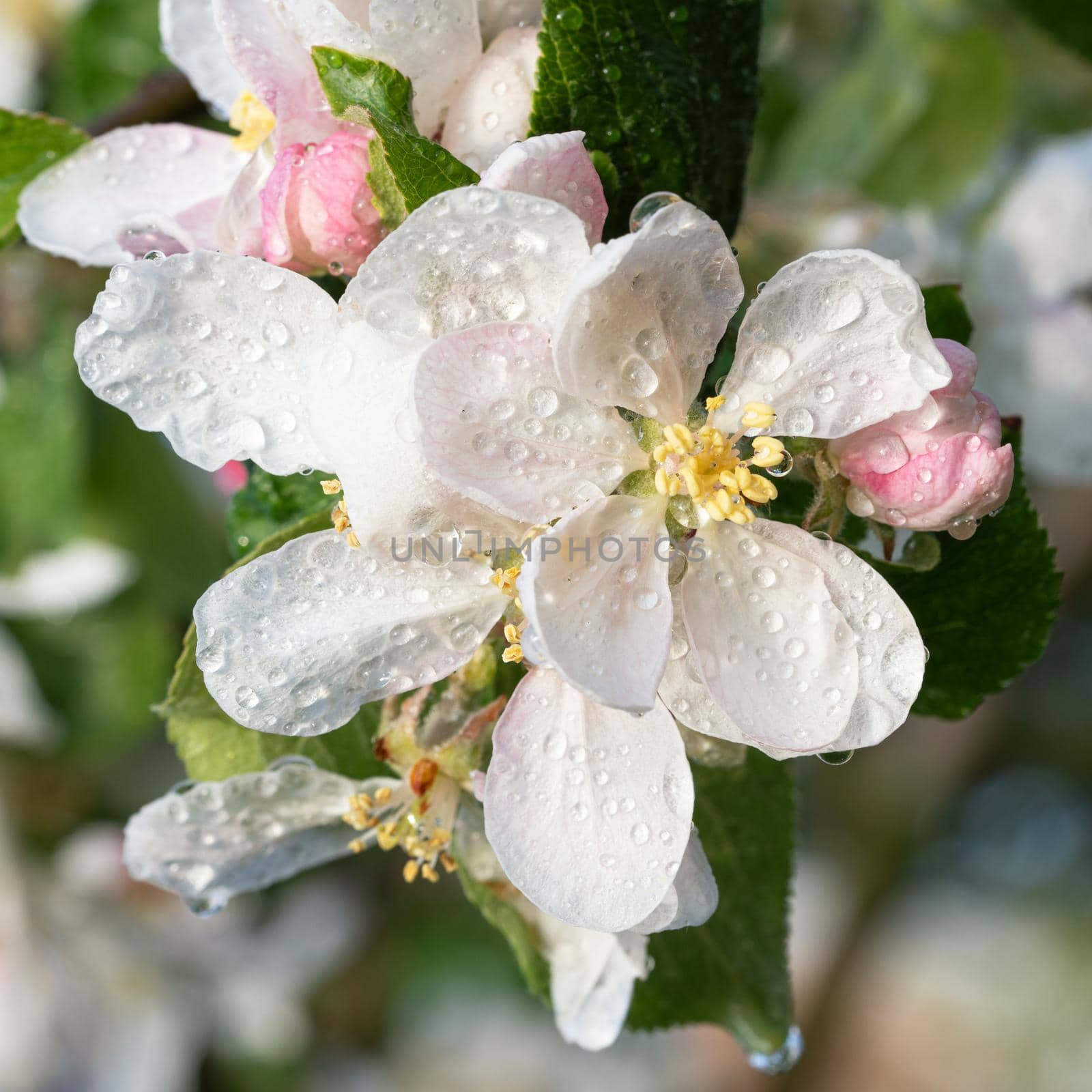 Apple tree (Malus domestica), blossoms of springtime