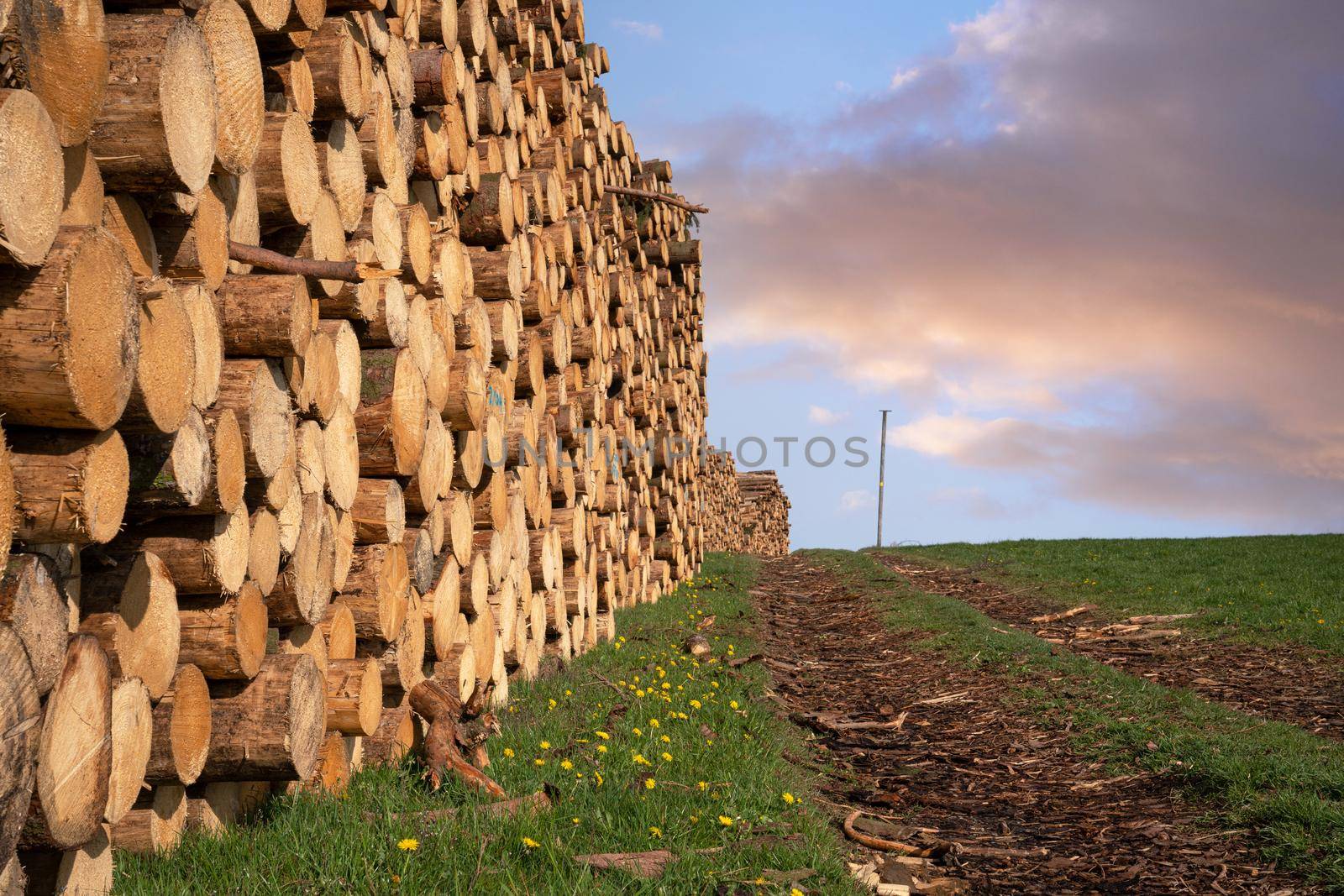 Panoramic image of footpath alongside log piles, forestry in Germany 