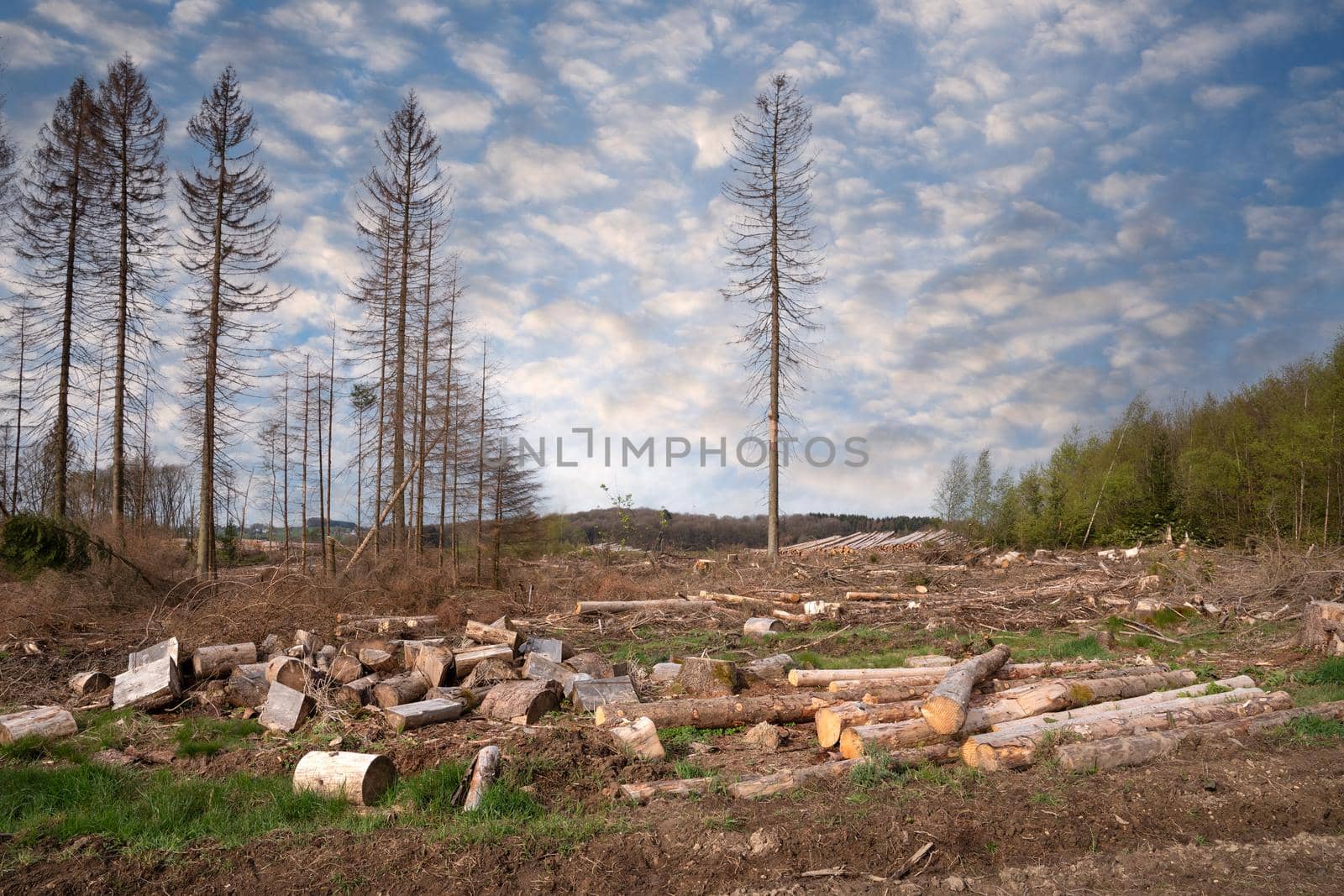 Panoramic image of cleared forest, forest dieback in North Rhine Westphalia, Germany 