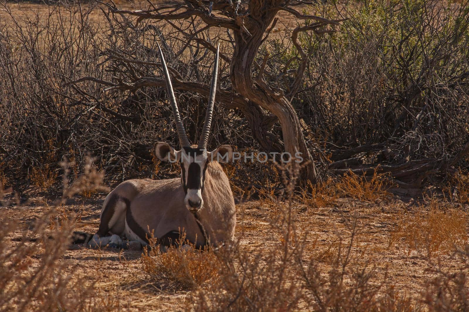 Single Oryx (Oryx Gazella) resting during the heat of the day