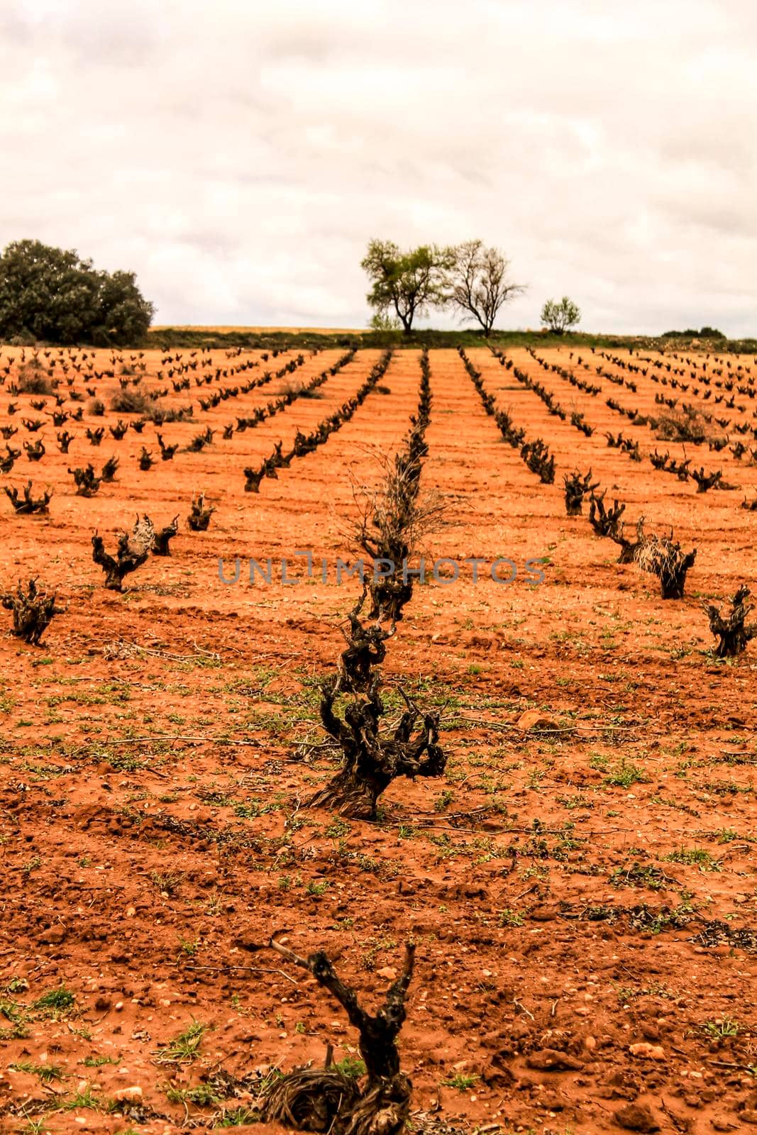 Landscape of vineyards with red land under gray sky in Castilla la Mancha, Spain