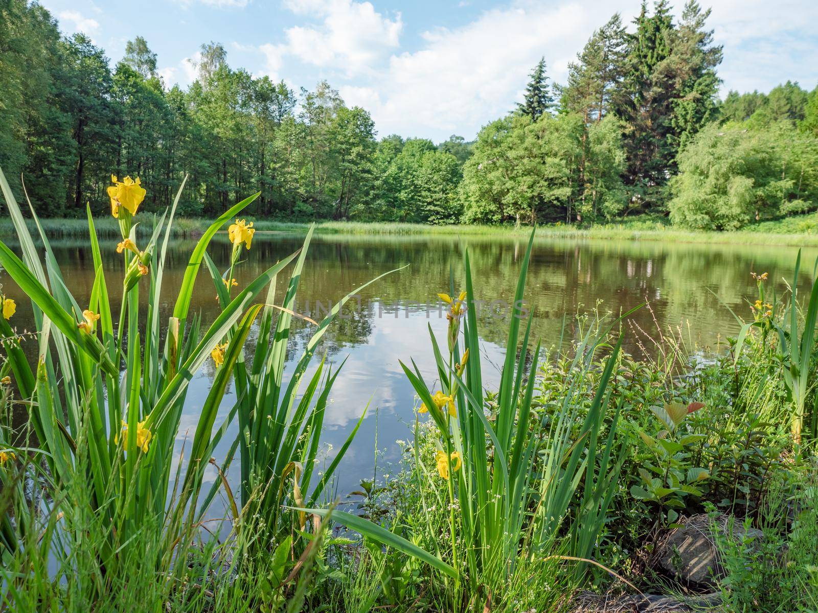 An park pond with and a bed with yellow bright flowers. Silent city park