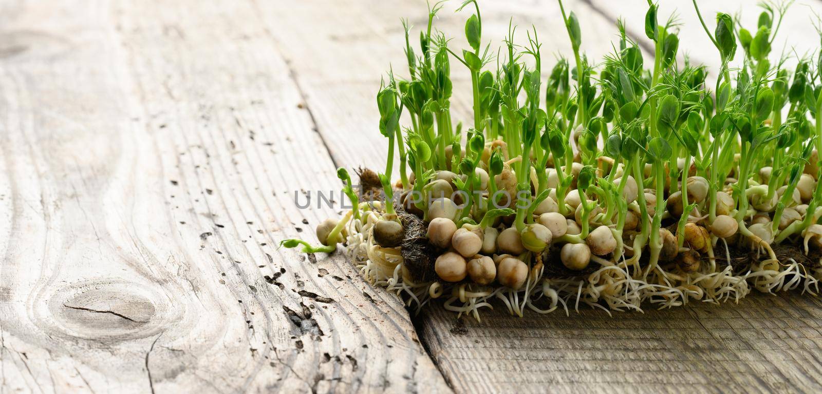 green pea sprouts on a gray wooden table, healthy and tasty food, detox