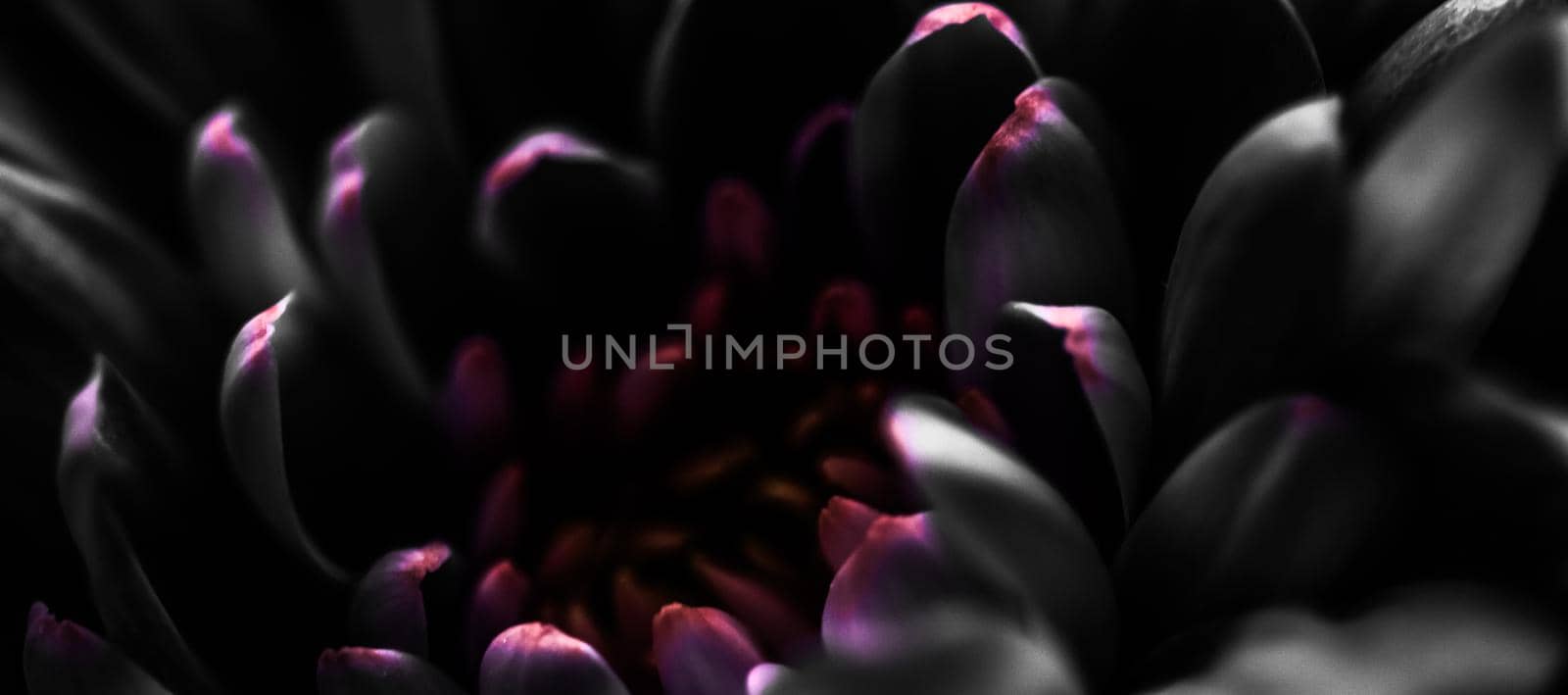 Flora, branding and love concept - Black daisy flower petals in bloom, abstract floral blossom art background, flowers in spring nature for perfume scent, wedding, luxury beauty brand holiday design