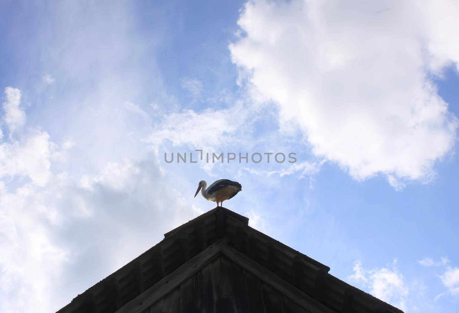 White stork on the roof of a house