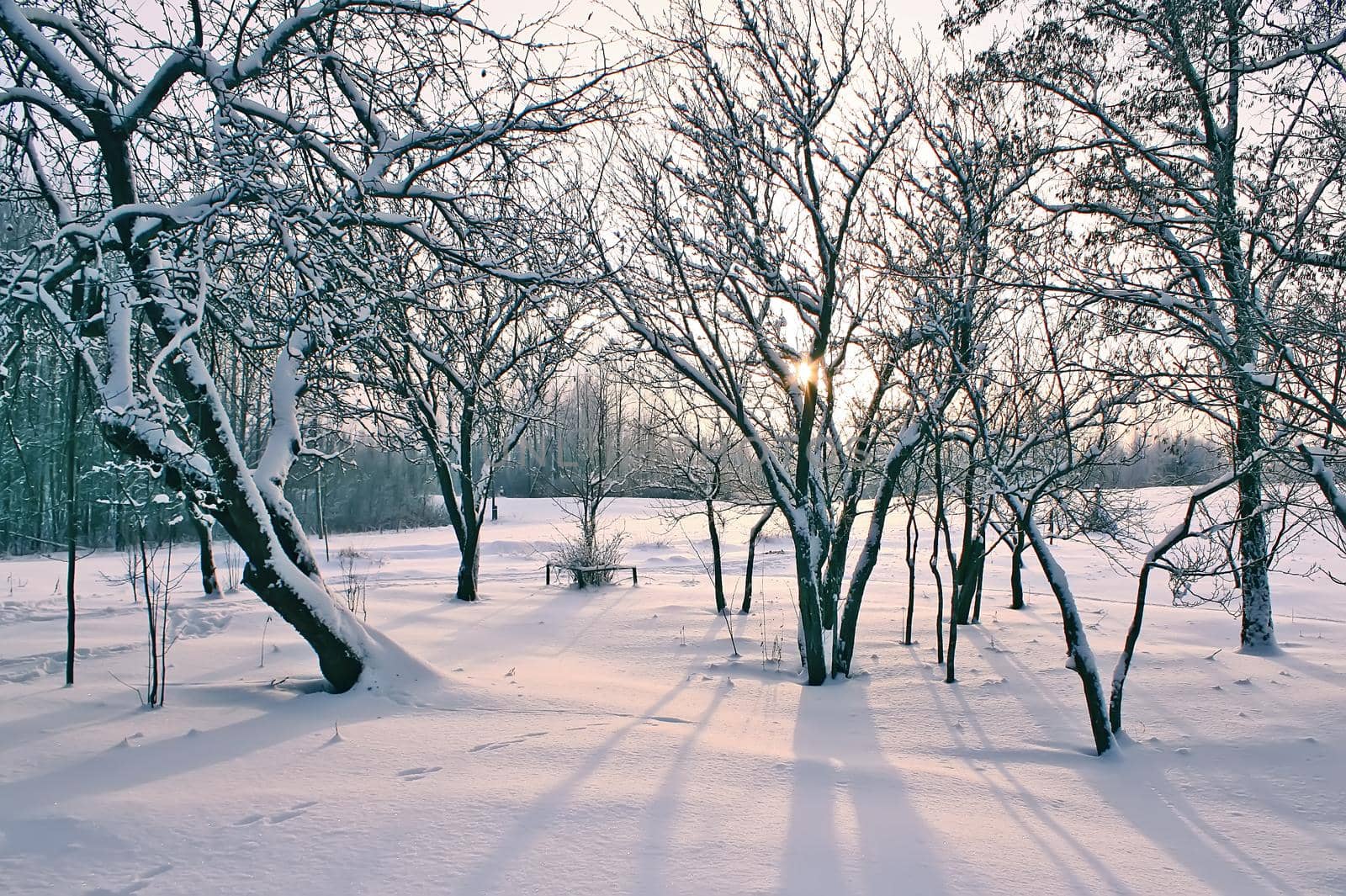 Snow-covered field and trees at winter in Latvia