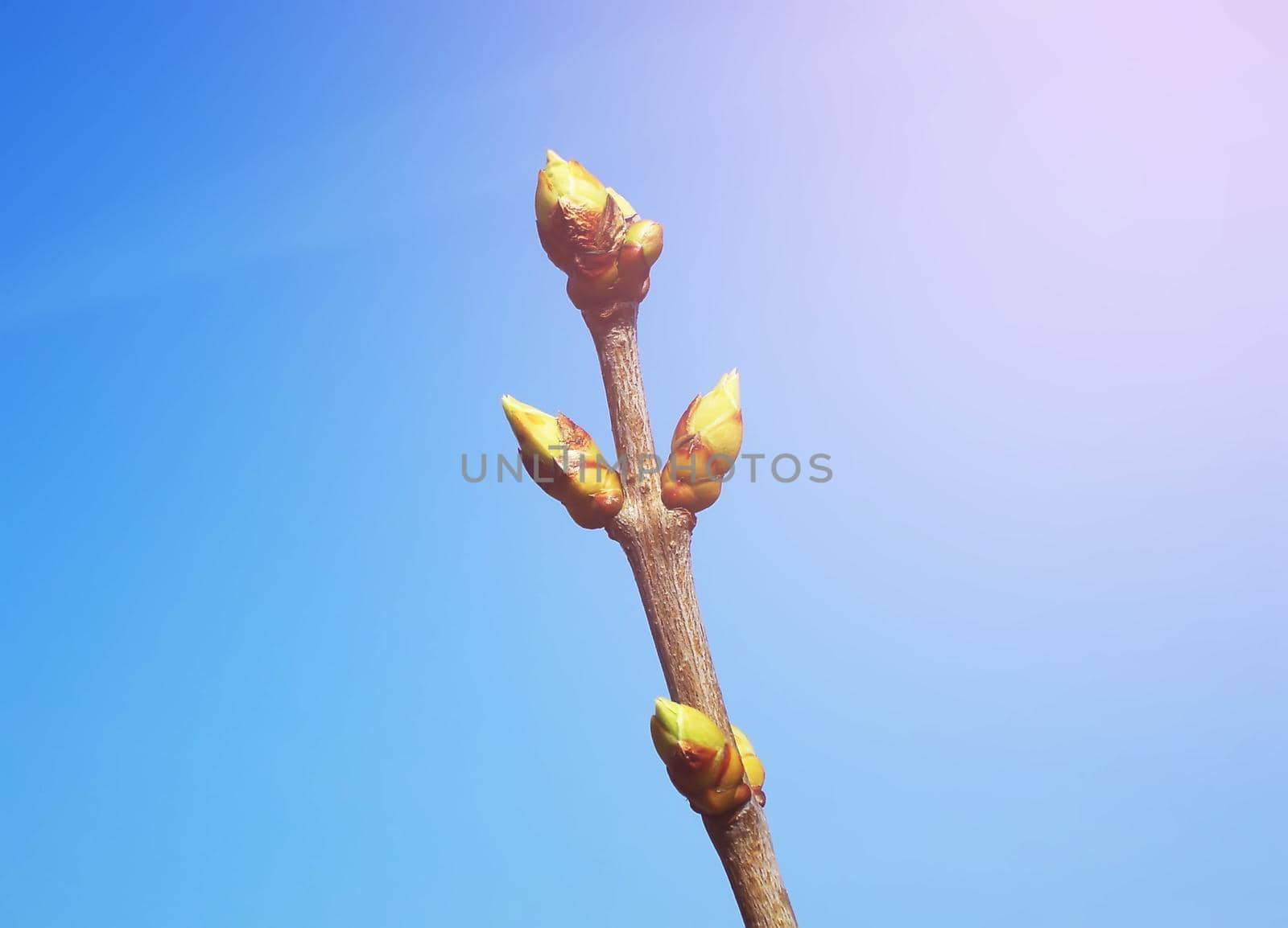 Green buds on tree branches in spring forest on blue sky background.