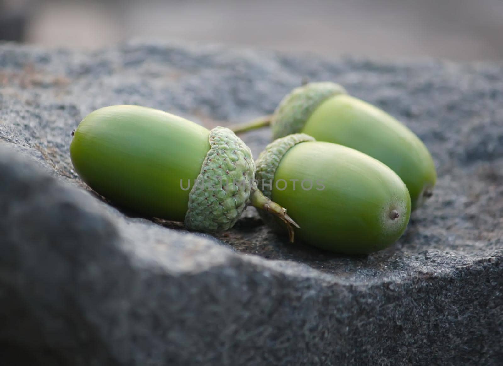 Three green acorns on a stone surface.