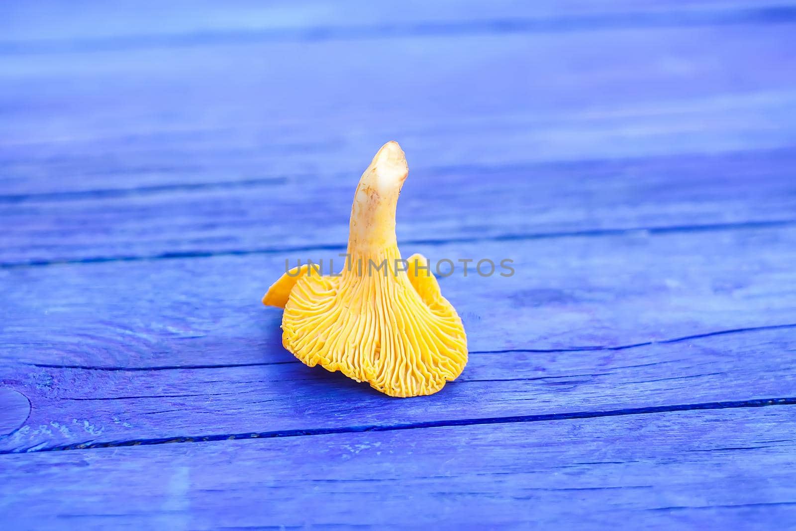 Cantharellus cibarius. Edible yellow mushrooms on wooden surface. Golden chanterelle or girolle.