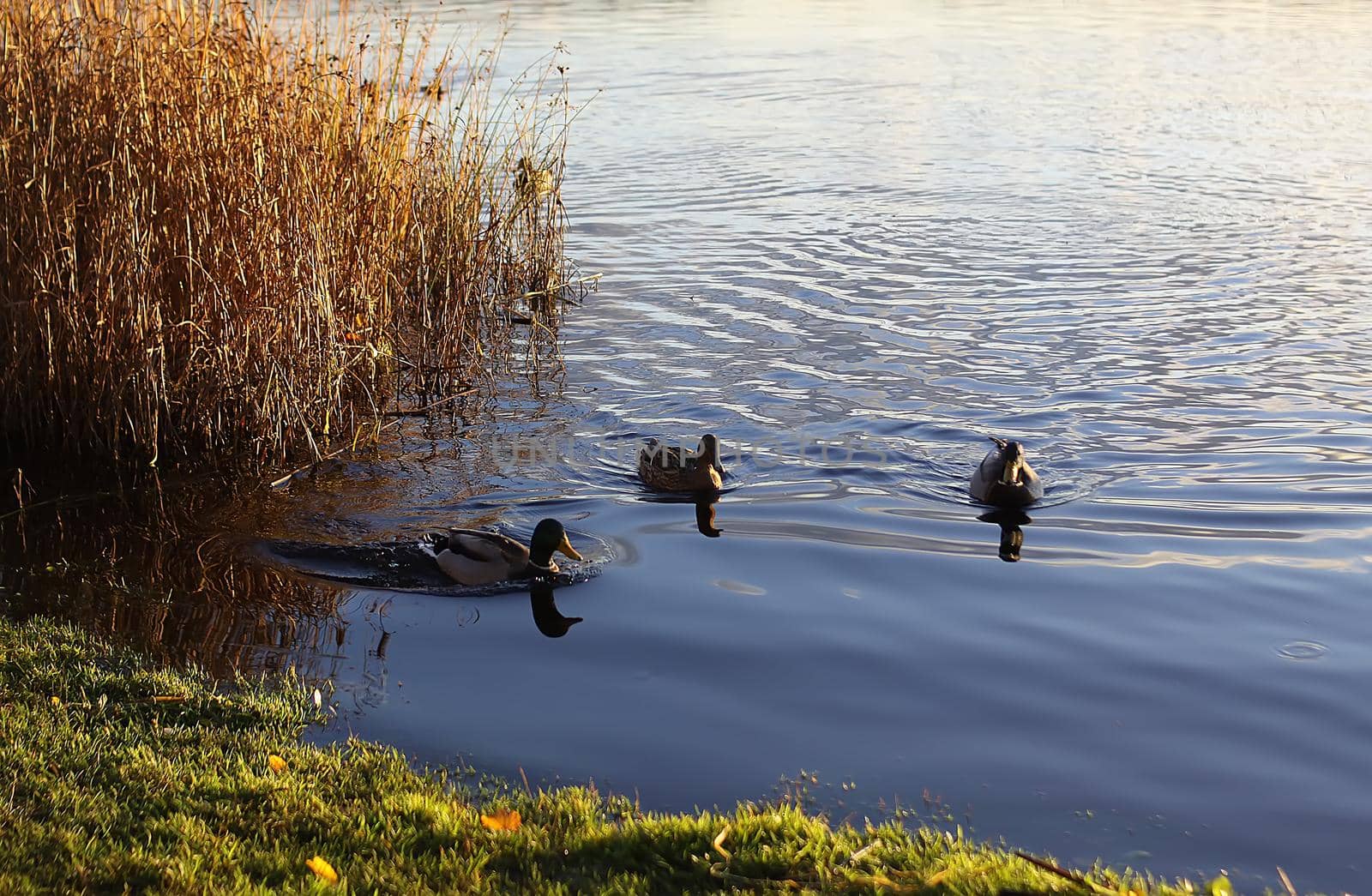 Wild ducks near the river.