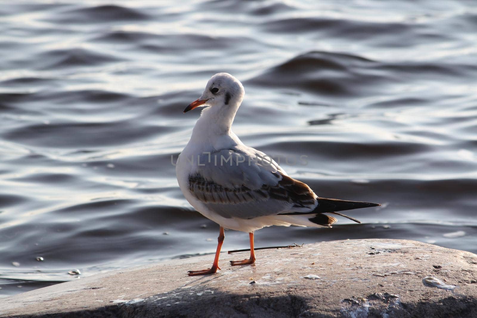 Seagull on a sea coast near the water