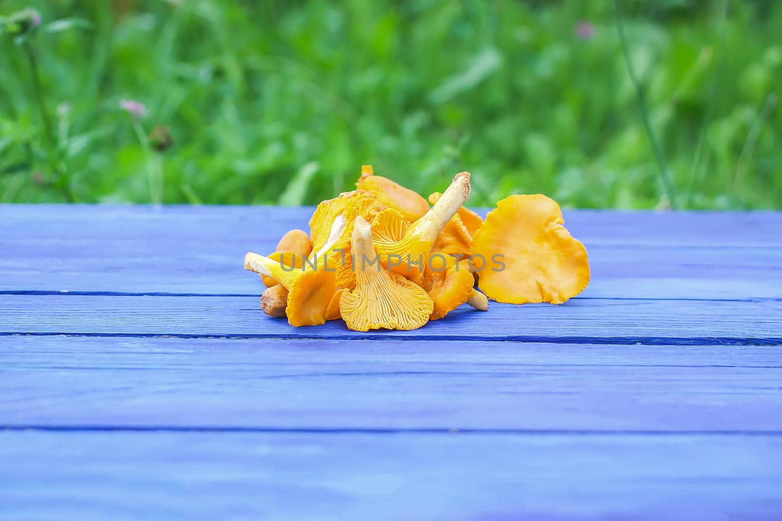 Cantharellus cibarius. Edible mushrooms on wooden surface. Golden chanterelle or girolle. by nightlyviolet
