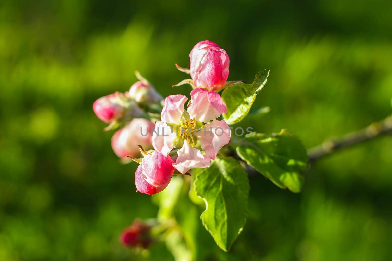 Blooming apple tree at spring in the countryside. by nightlyviolet