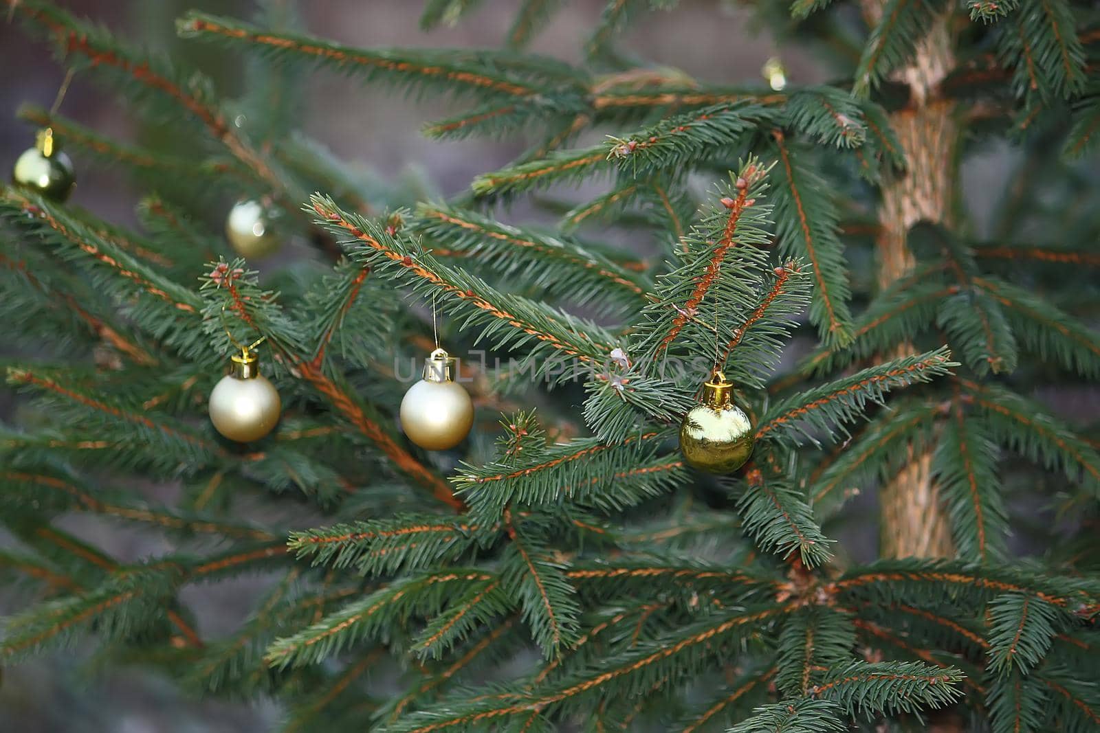 Decorated Christmas tree branches outdoors by nightlyviolet