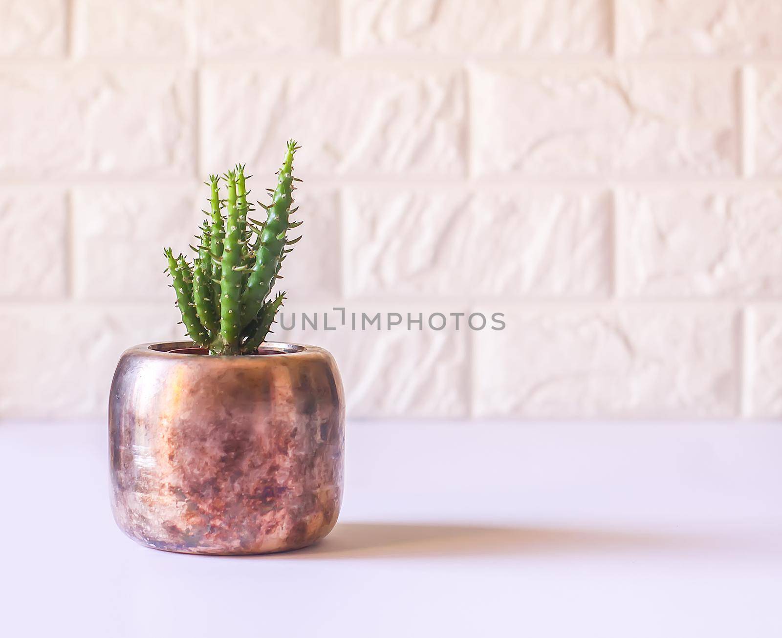 Cactus in the copper pot. Decorative succulent plant in minimalistic modern room interior.