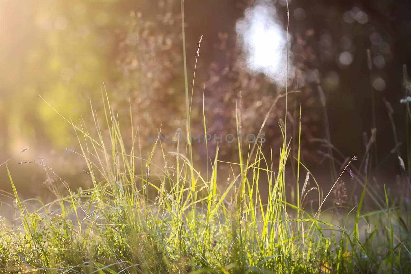 Green summer grass on meadow in sunset light