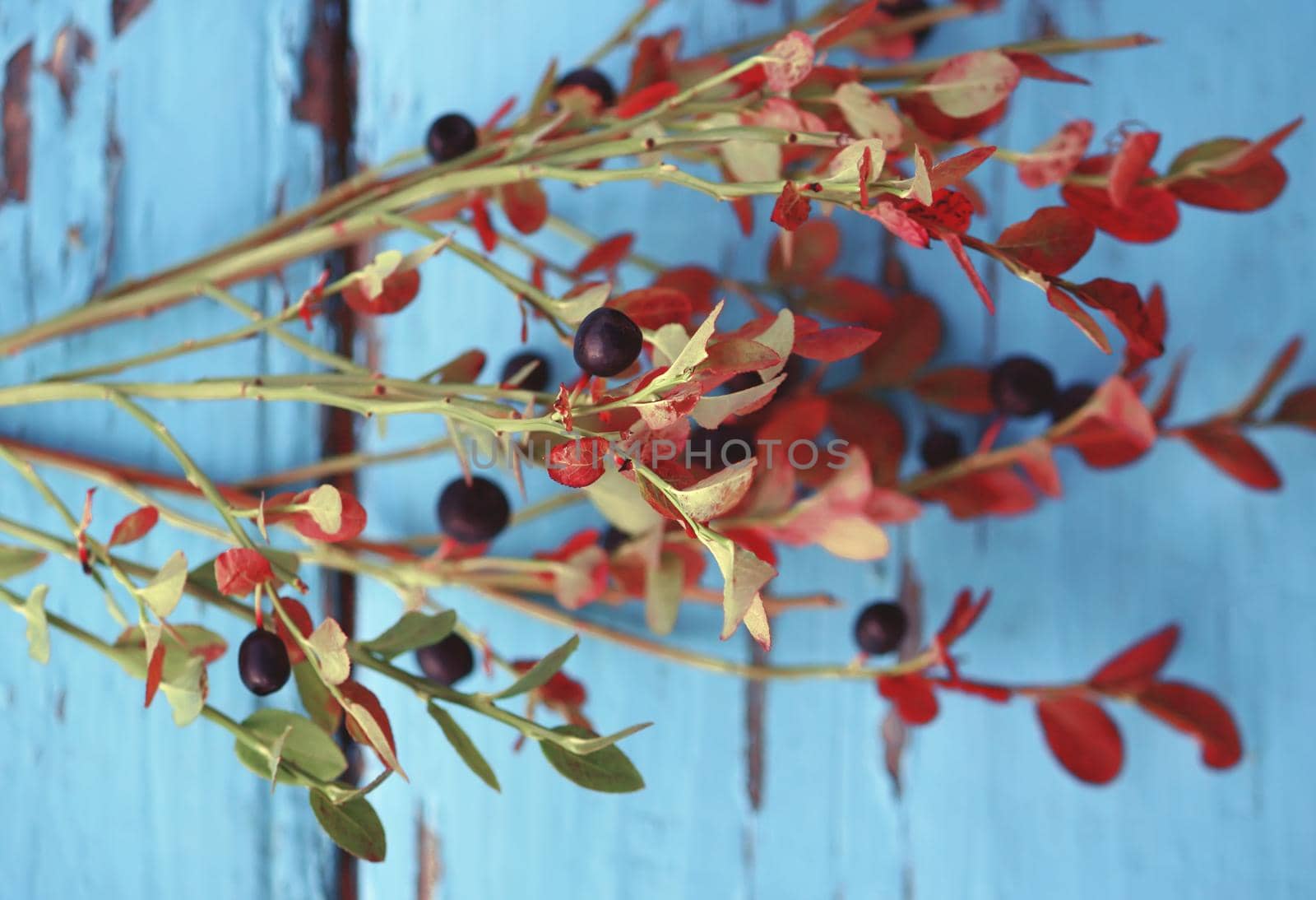 Ripe fresh blueberry branches on wooden table background