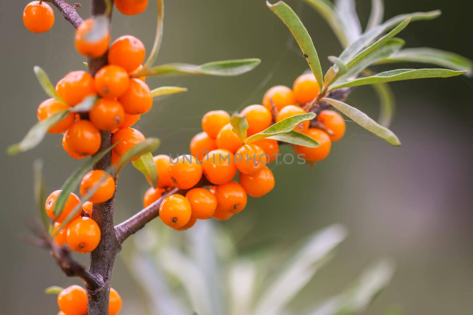 Branch of orange sea buckthorn berries in autumn park. Seasonal berry harvest in countryside.