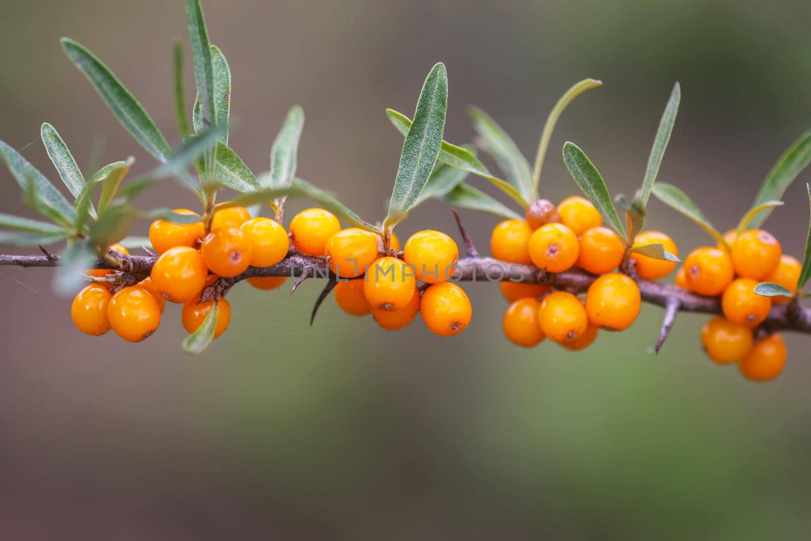 Branch of orange sea buckthorn berries in autumn park. Seasonal berry harvest in countryside.