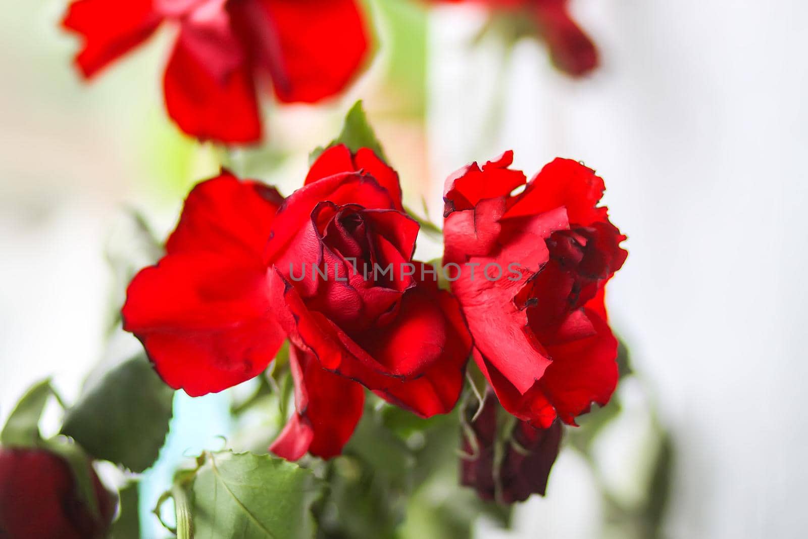 Bouquet of beautiful red roses on light background close up