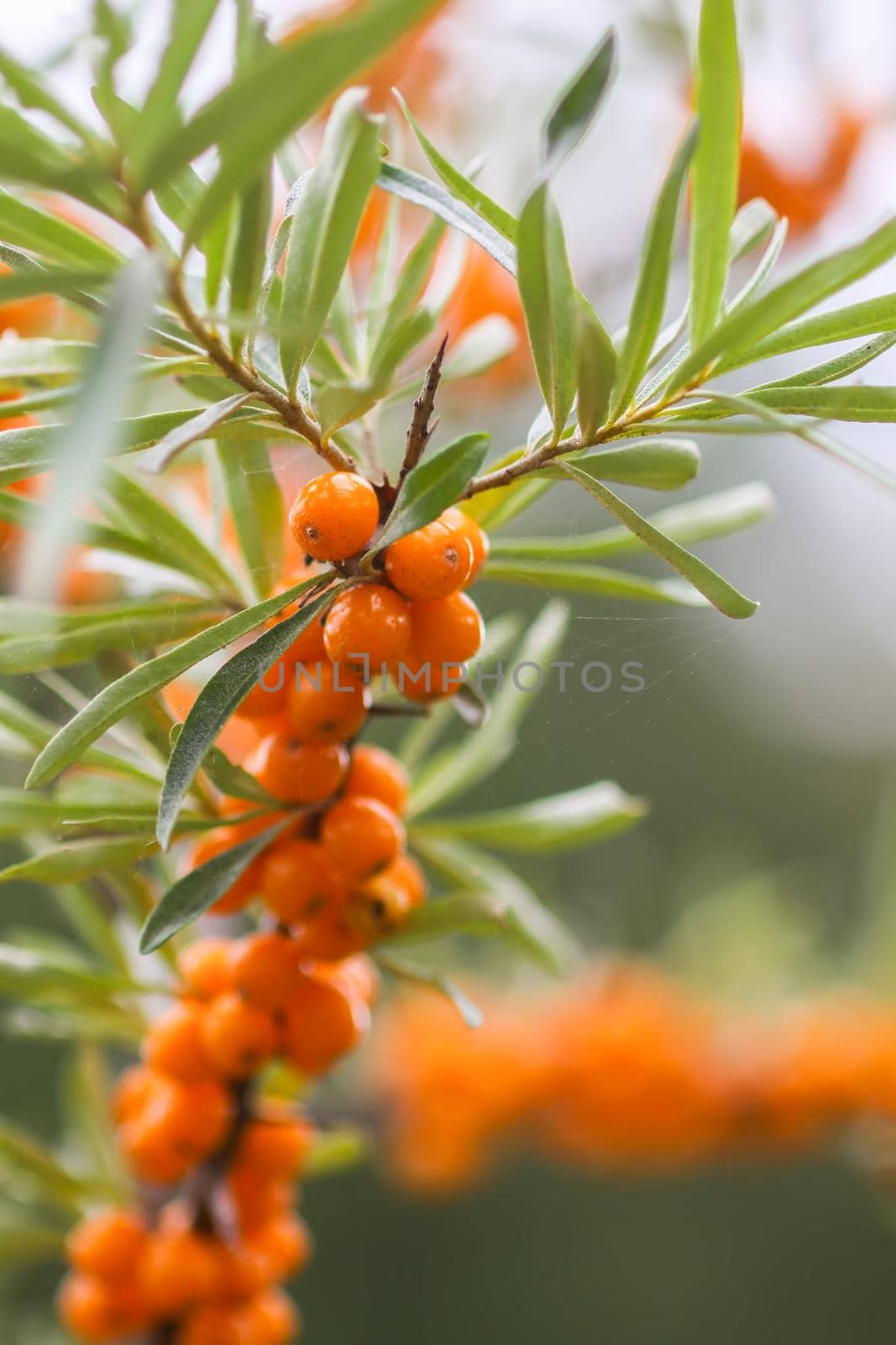 Branch of orange sea buckthorn berries in autumn park. Seasonal berry harvest in countryside.