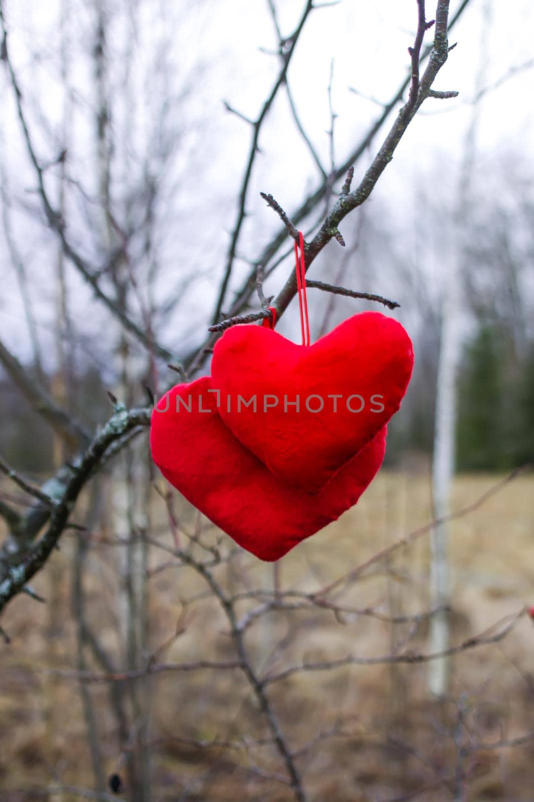 Red plush hearts hanging on the tree branch in winter park.