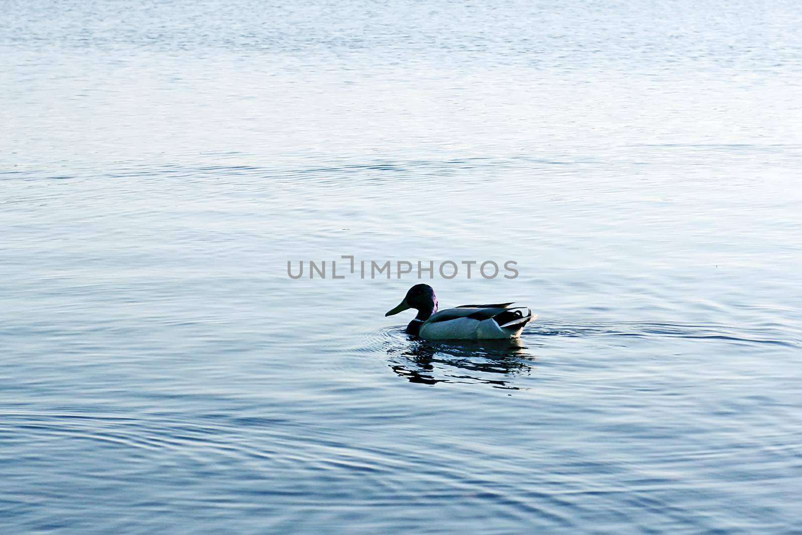 Wild ducks swimming on river surface in sunset light. Spring landscape in East Europe.