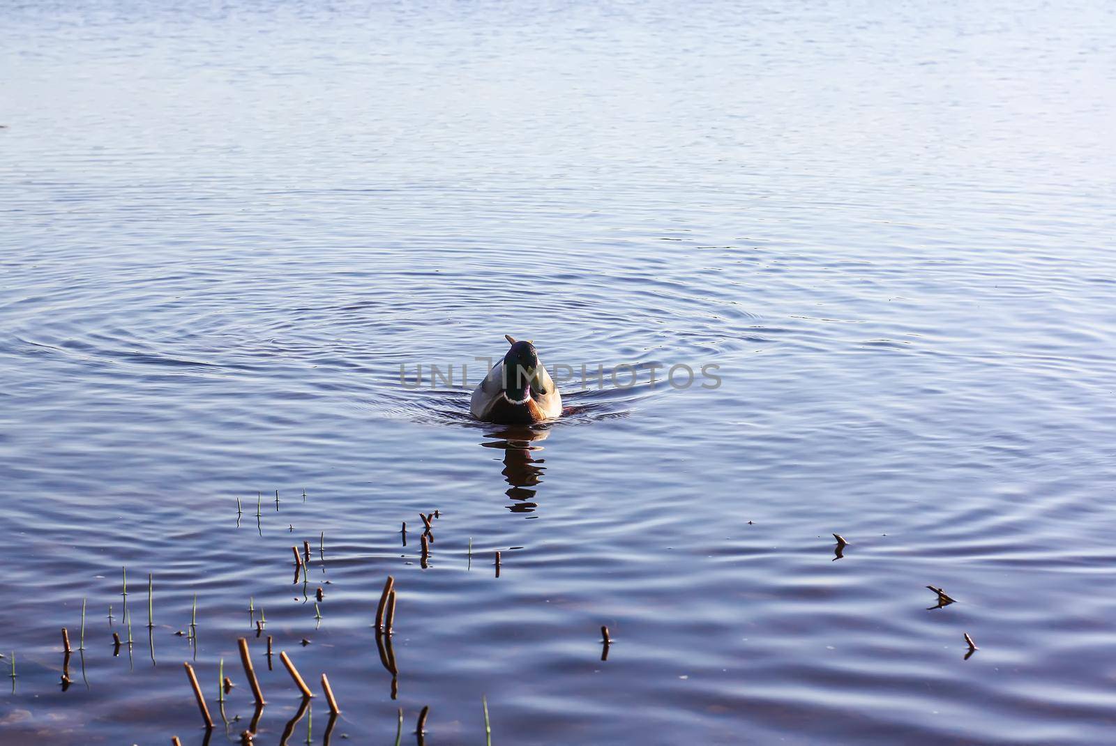 Wild ducks swimming on river surface in sunset light. Spring landscape in East Europe.