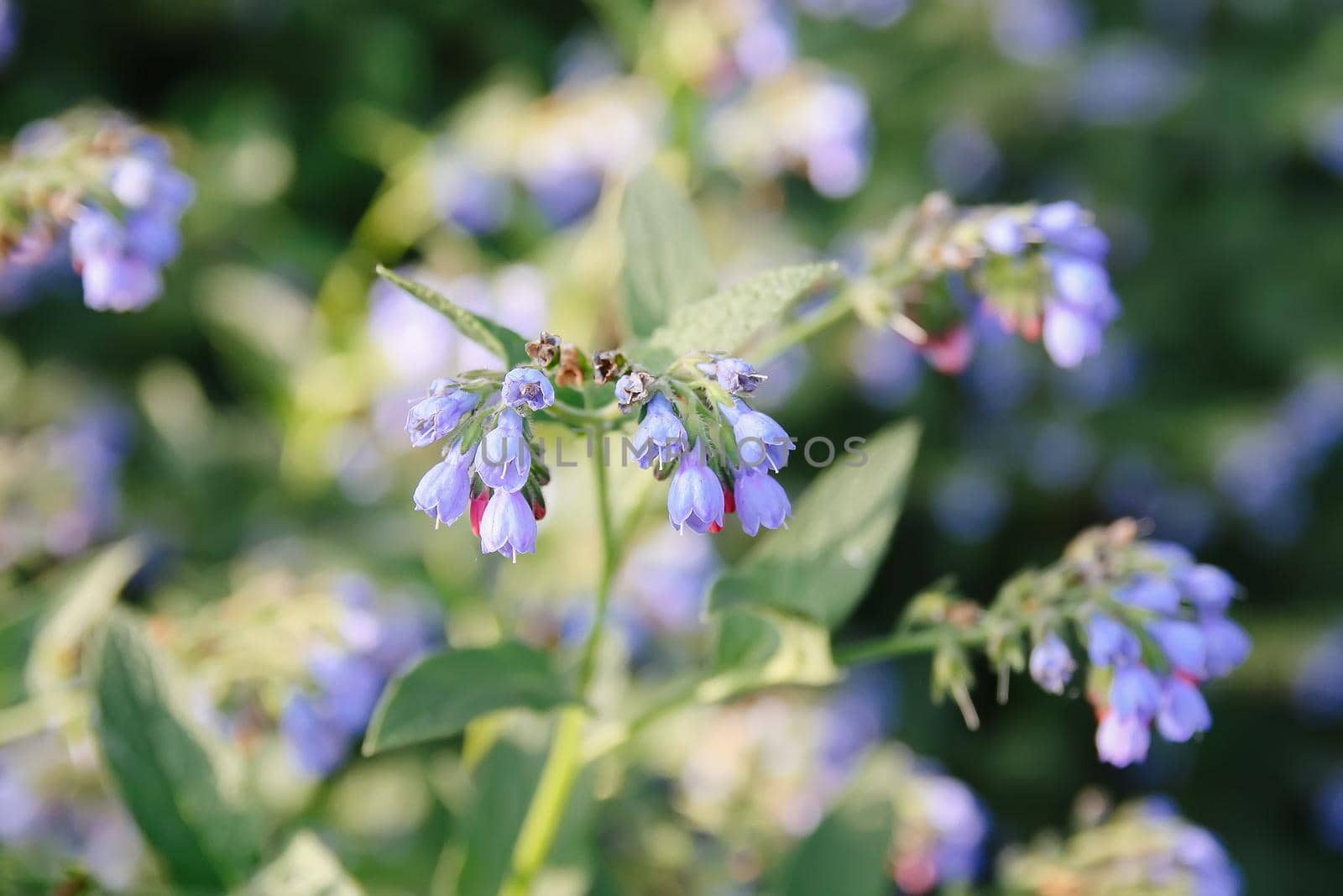 Blue summer flowers in a park.