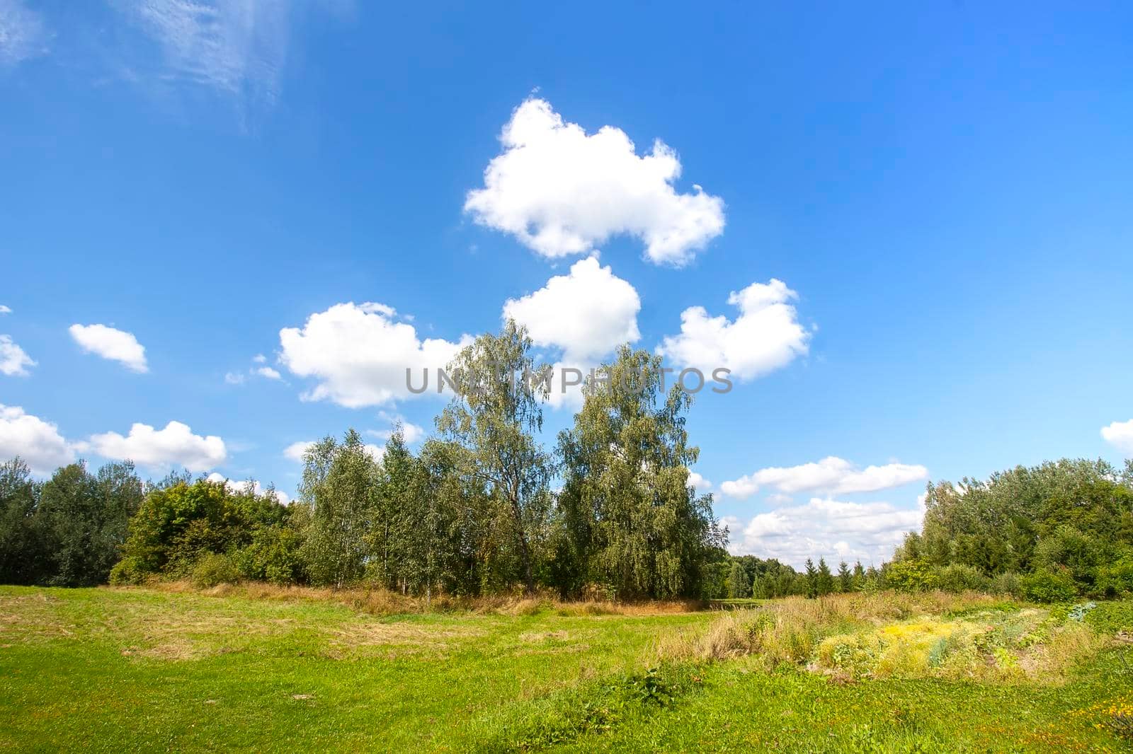 Summer landscape in countryside. Green field and blue sky with clouds.