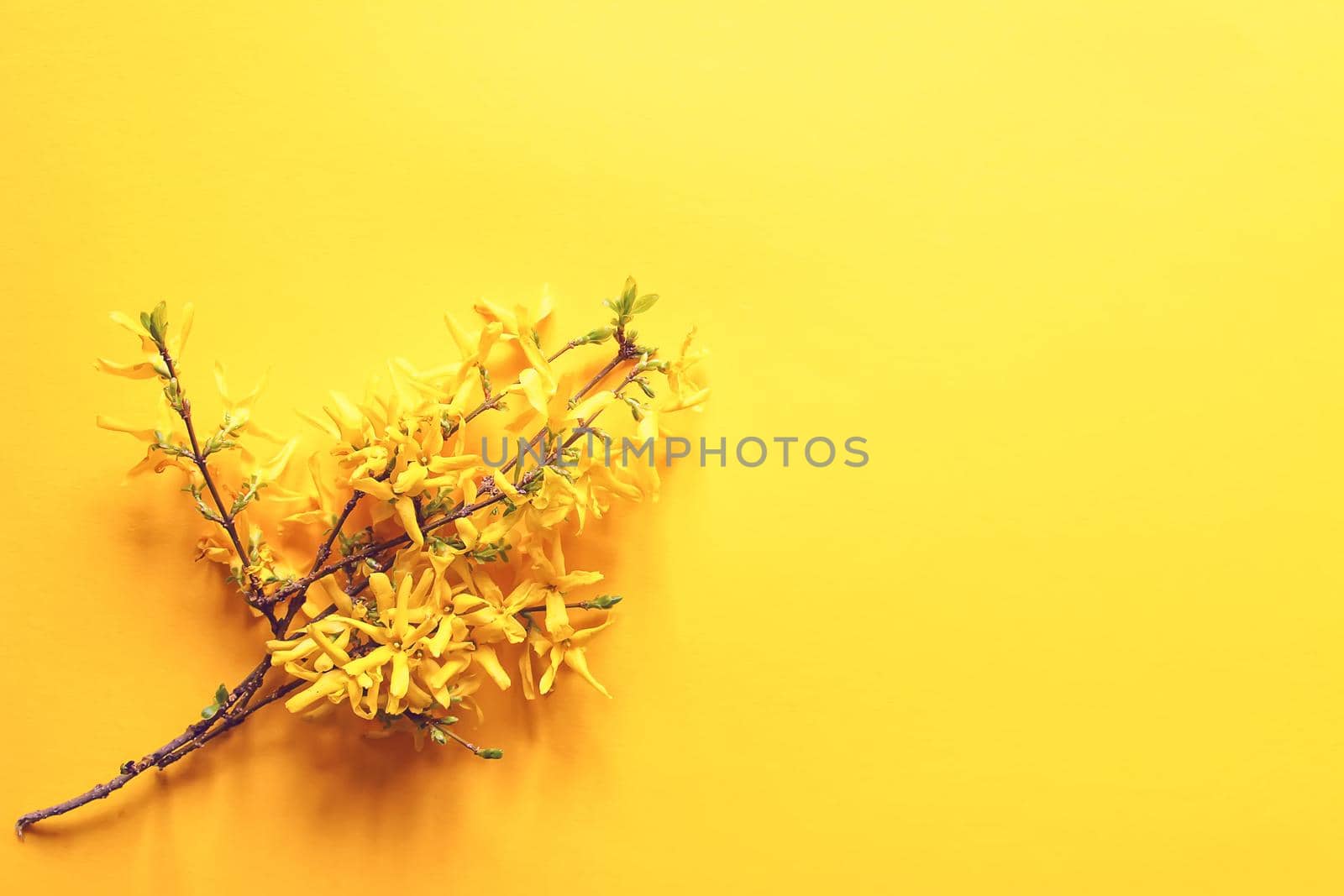 Forsythia tree branch with flowers on soft yellow background