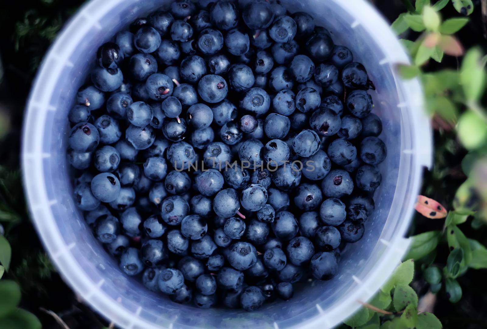 Ripe forest blueberry and cranberry in the cup