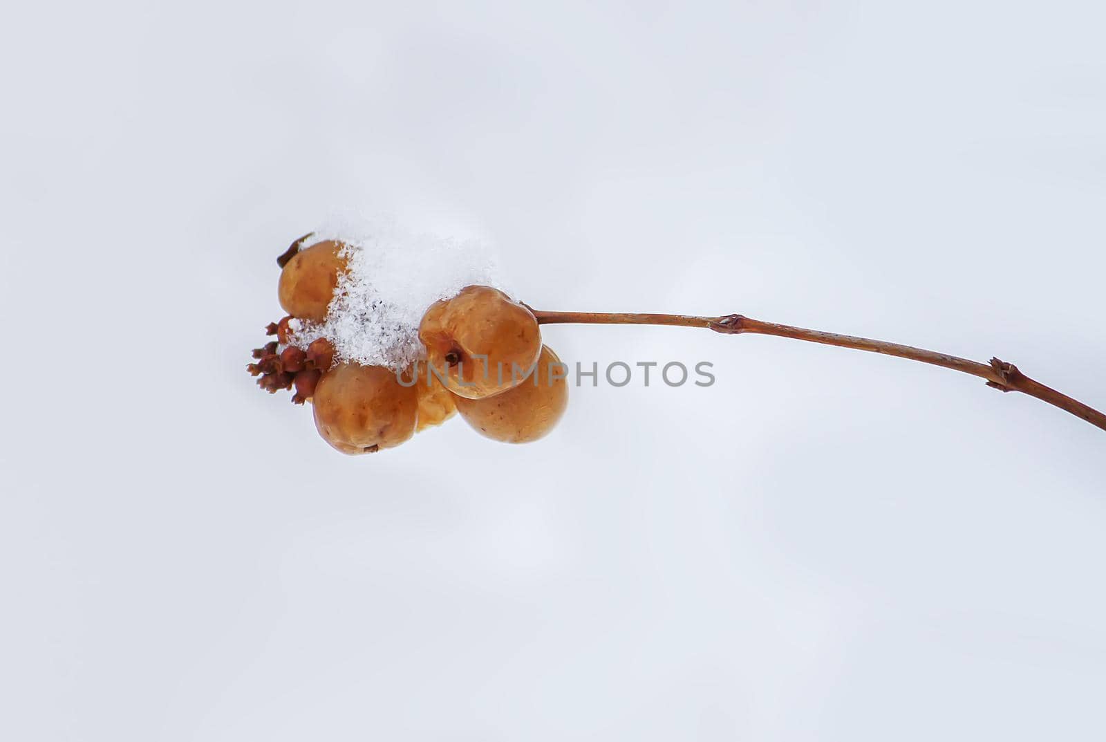 Snowberry or Symphoricarpos plant in snow outdoors. Meadow in wintertime.