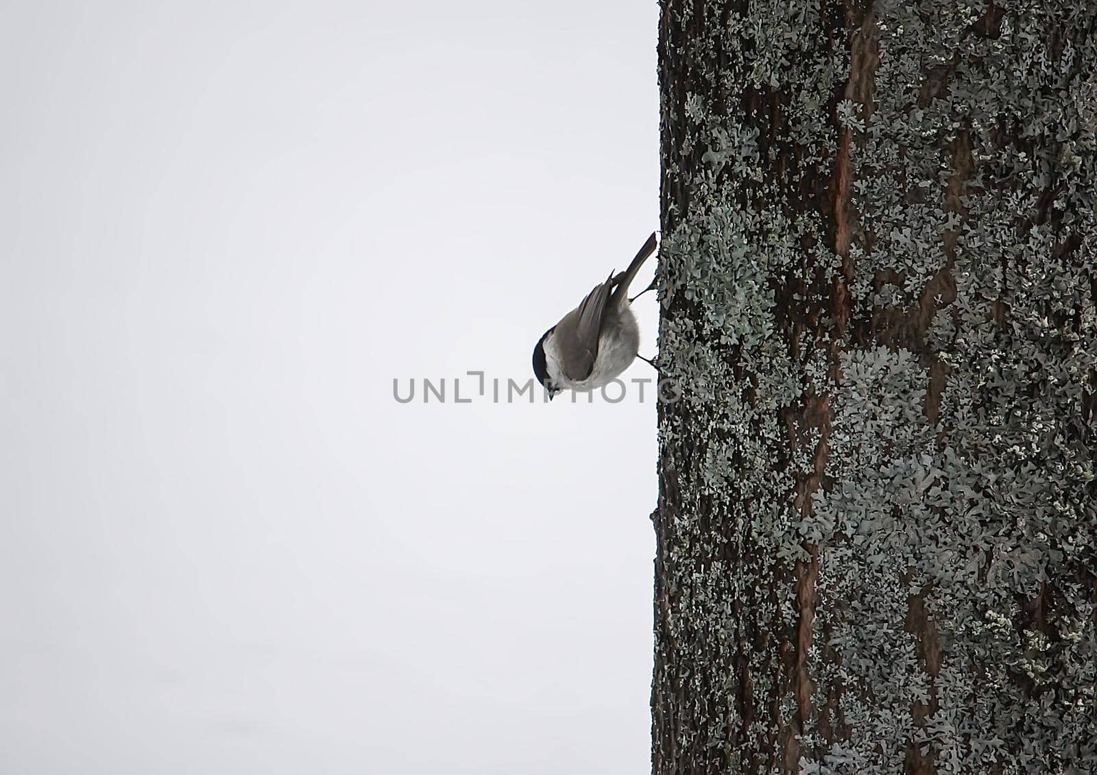 The Eurasian nuthatch or wood nuthatch. A small passerine bird.