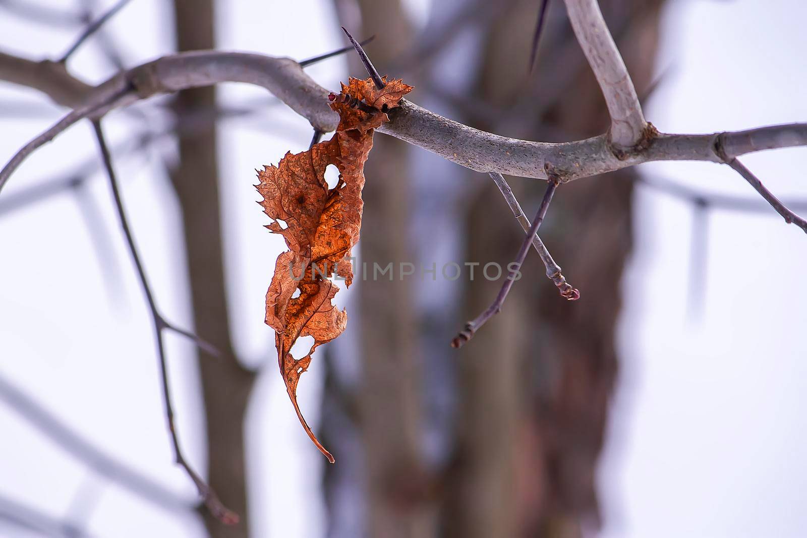 Dry leaf on tree branch in winter forest.