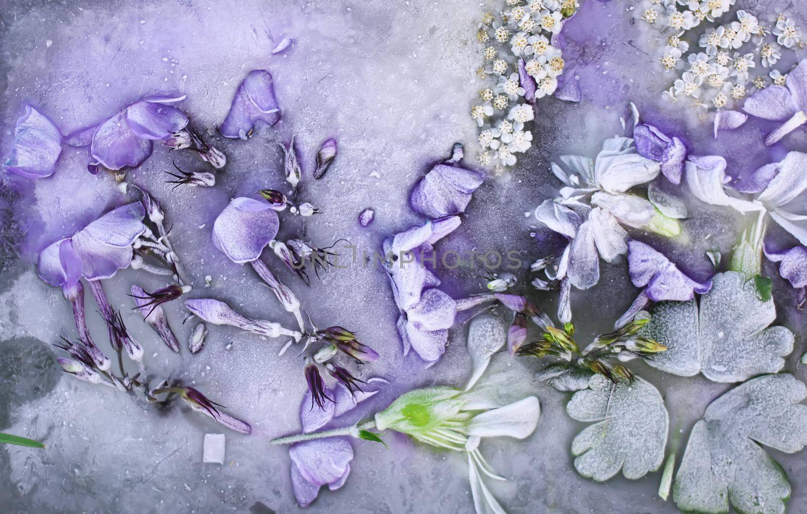 Ice cube with flowers close up. Natural frozen floral background.