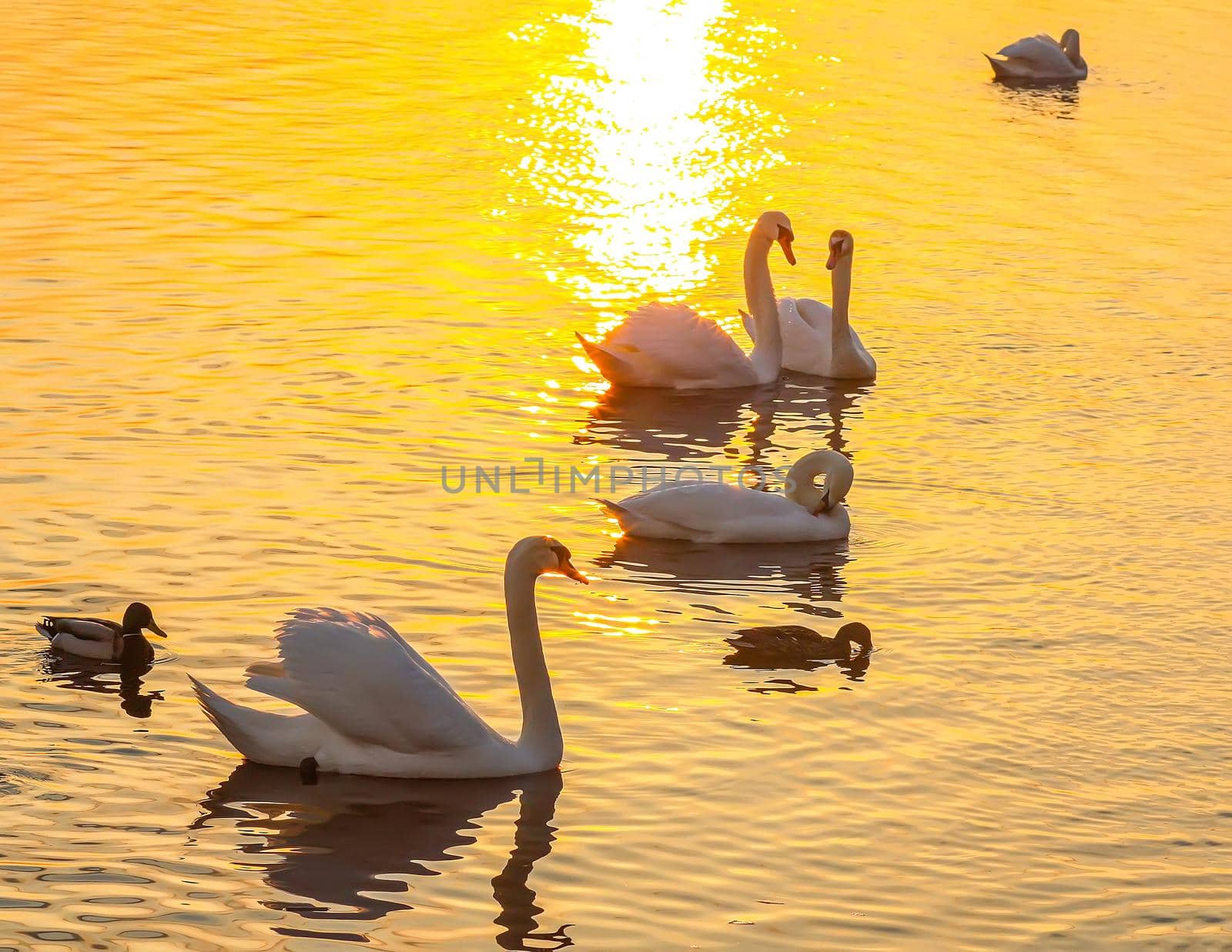 Beautiful swans and ducks on river surface in sunset