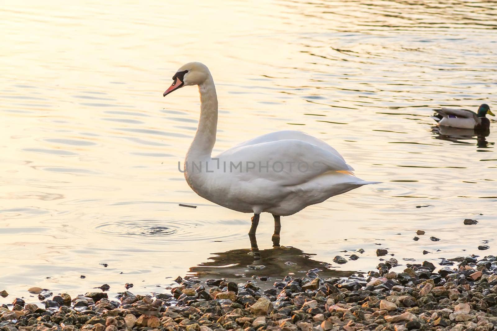 Beautiful swans and ducks on river surface in sunset