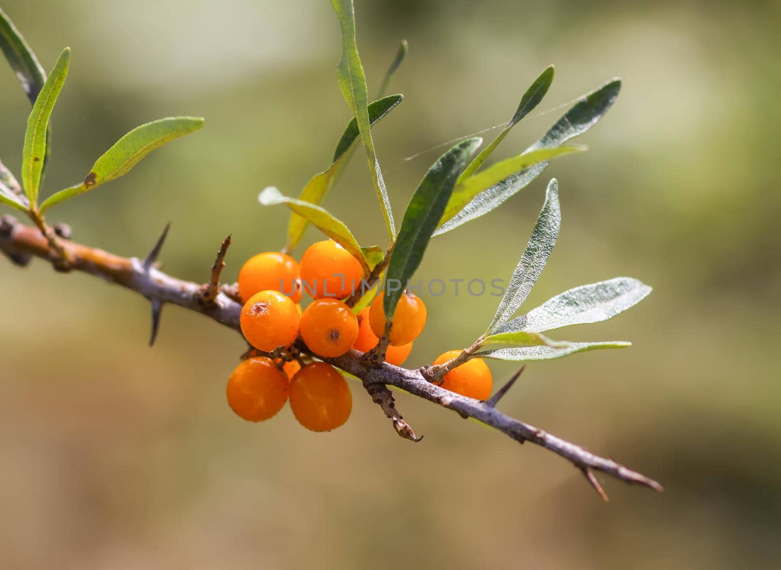 Branch of orange sea buckthorn berries in autumn park. Seasonal berry harvest in countryside.