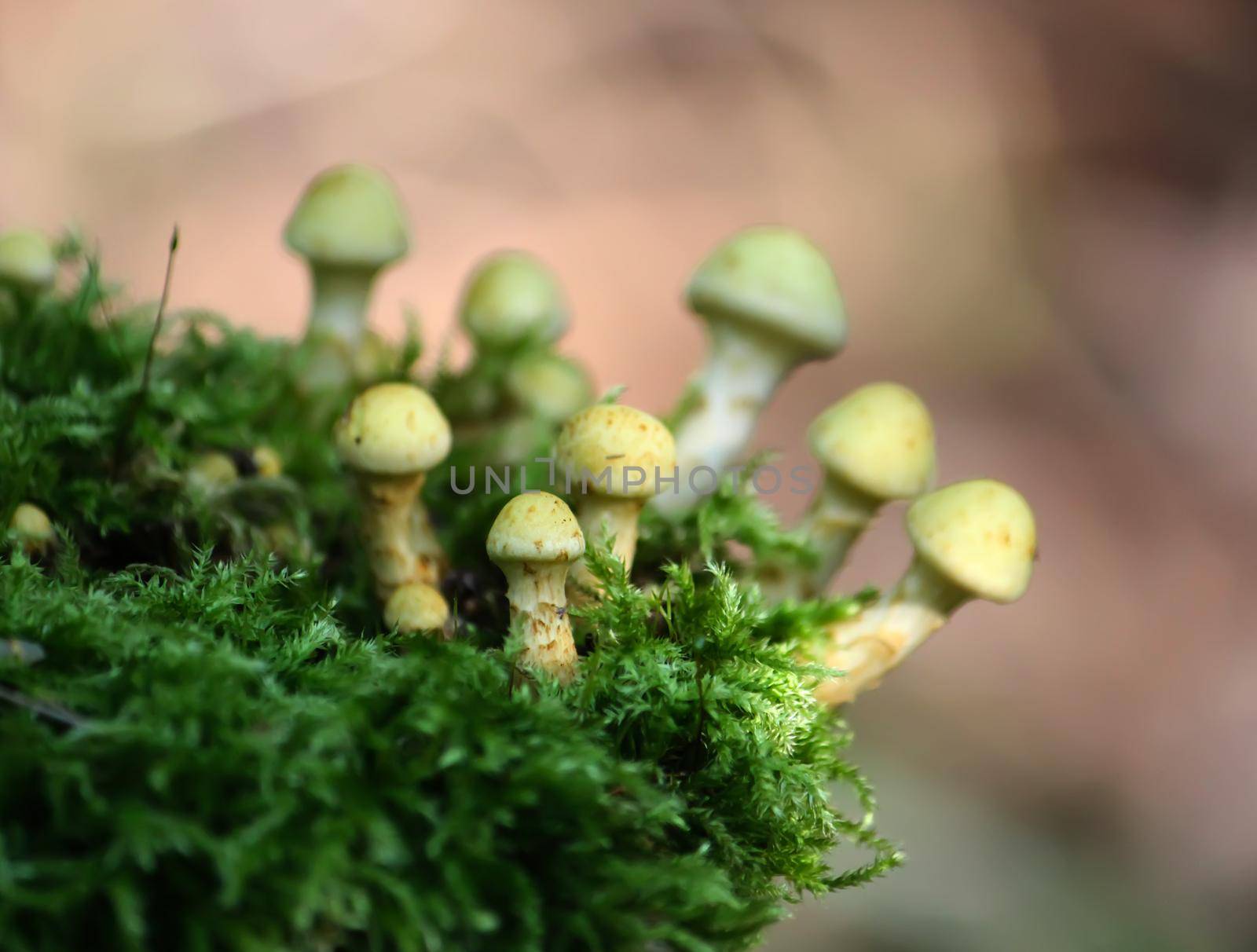 Group of beautiful mushrooms in the moss on a log