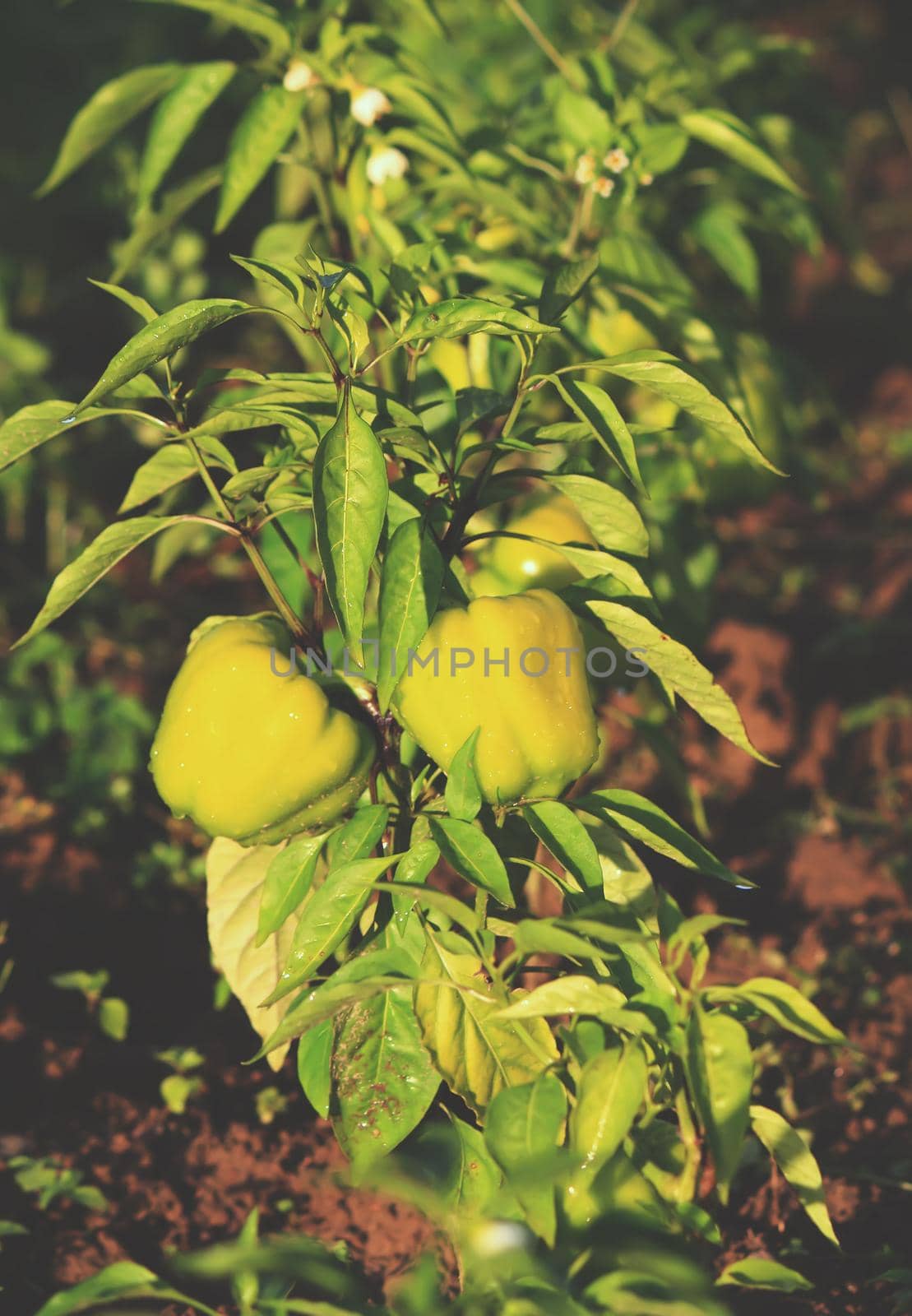 Green paprika plants growing in the garden