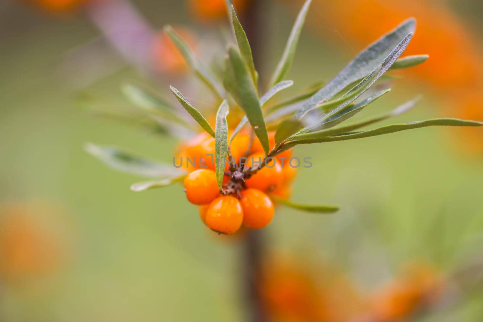 Branch of orange sea buckthorn berries in autumn park. Seasonal berry harvest in countryside.