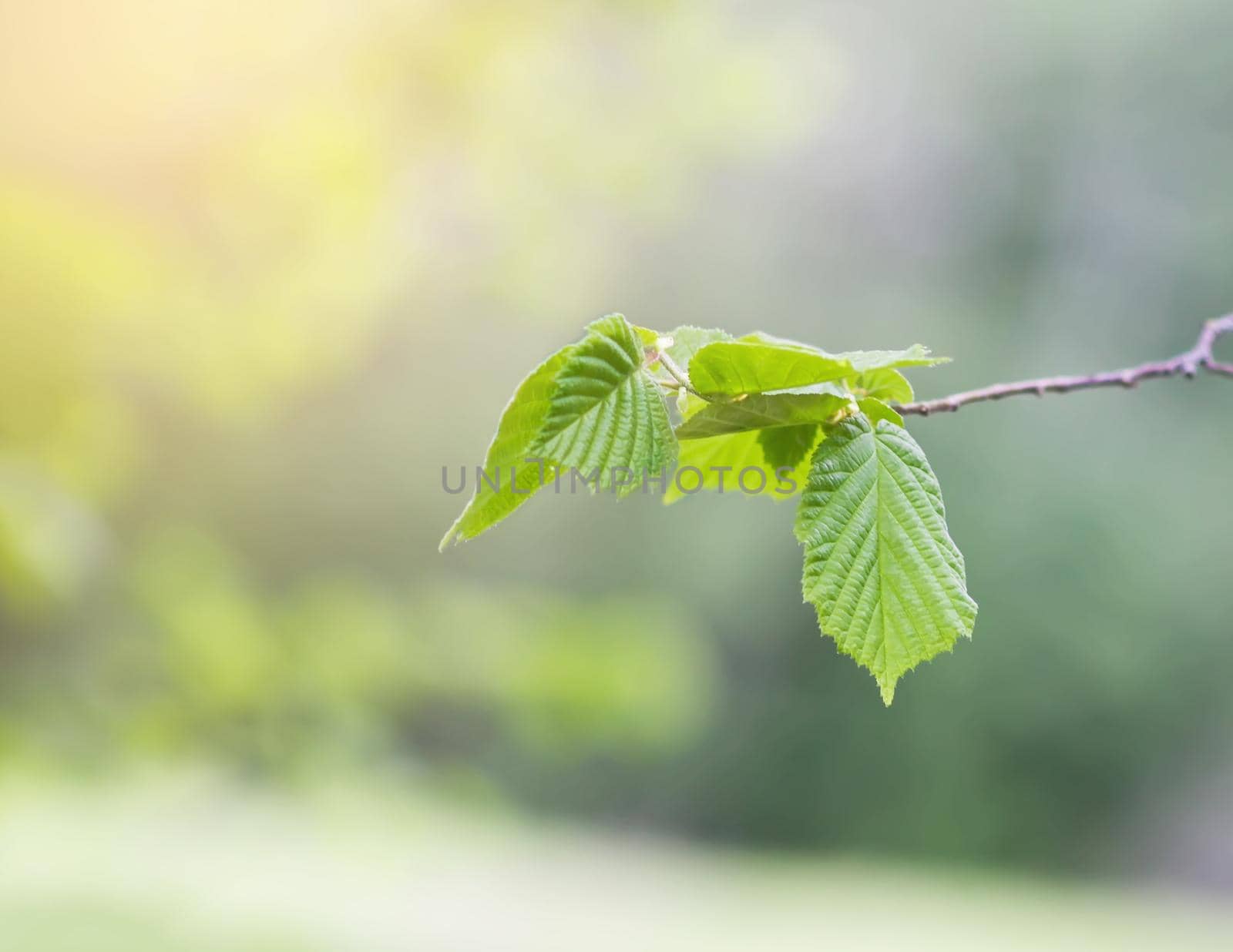 Young leaves of chestnut tree in spring forest