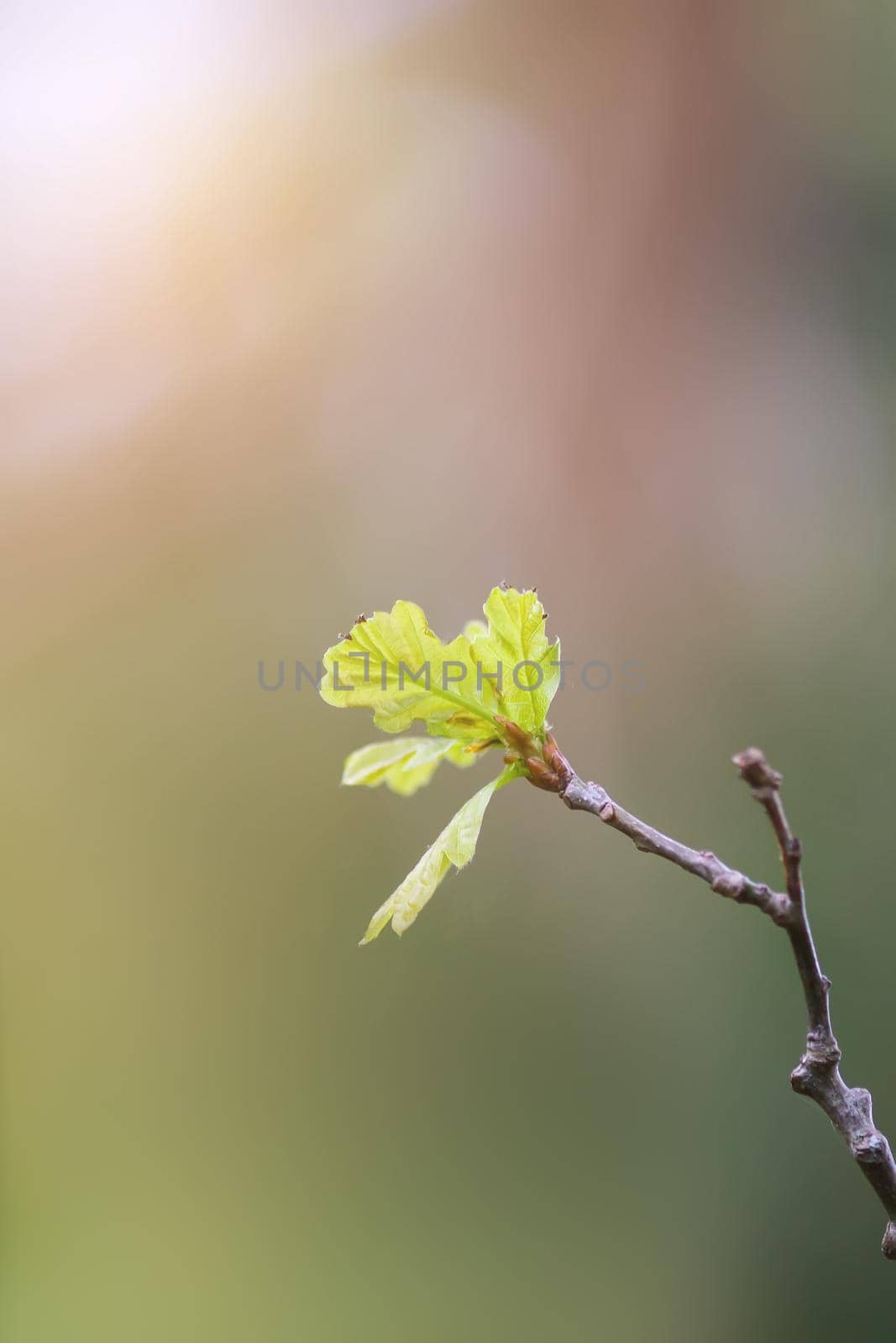 Young oak branch with green leaves in early spring in forest
