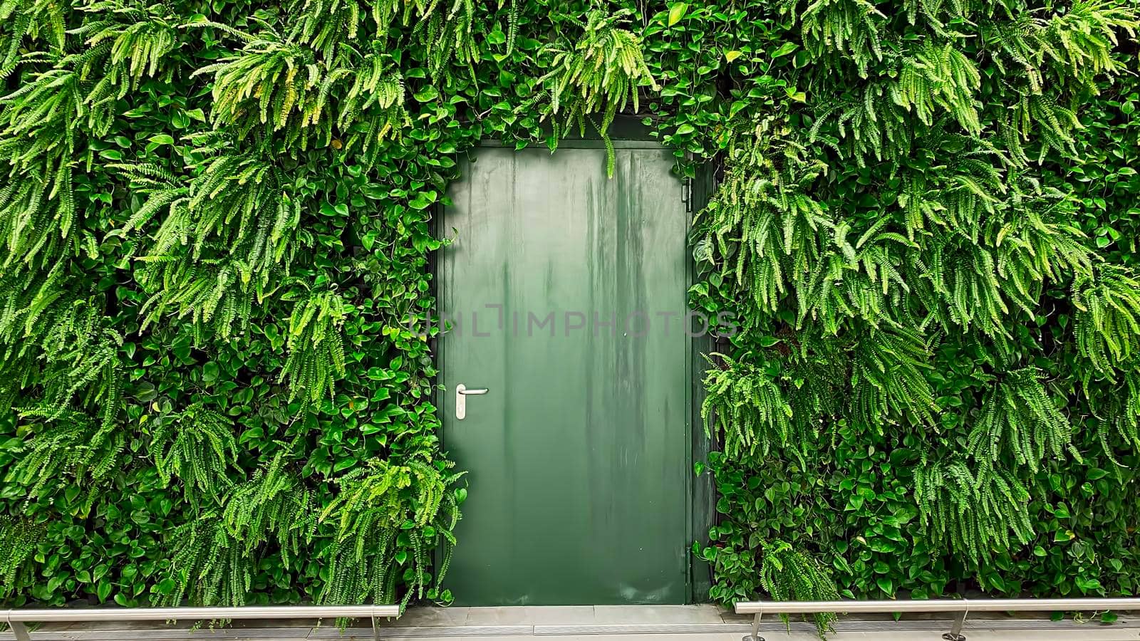 Metal green door on the background of a wall of green plants.