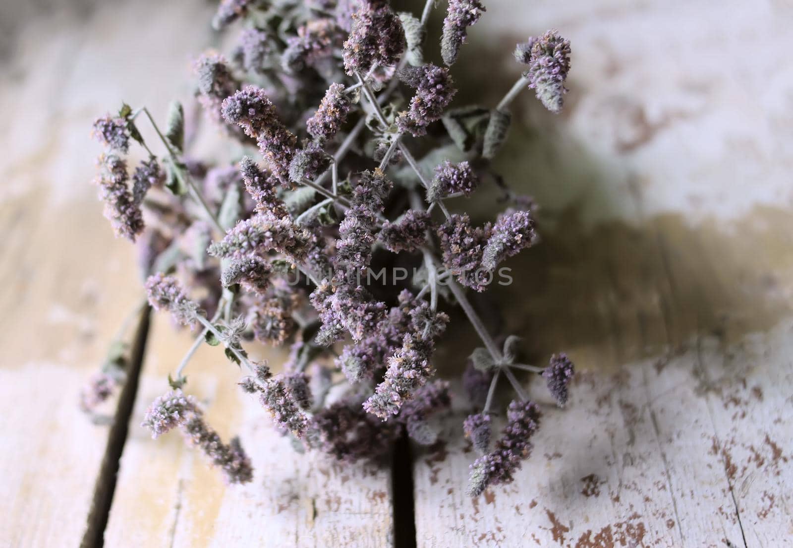 Dry peppermint plants with purple flowers for herbal tea.