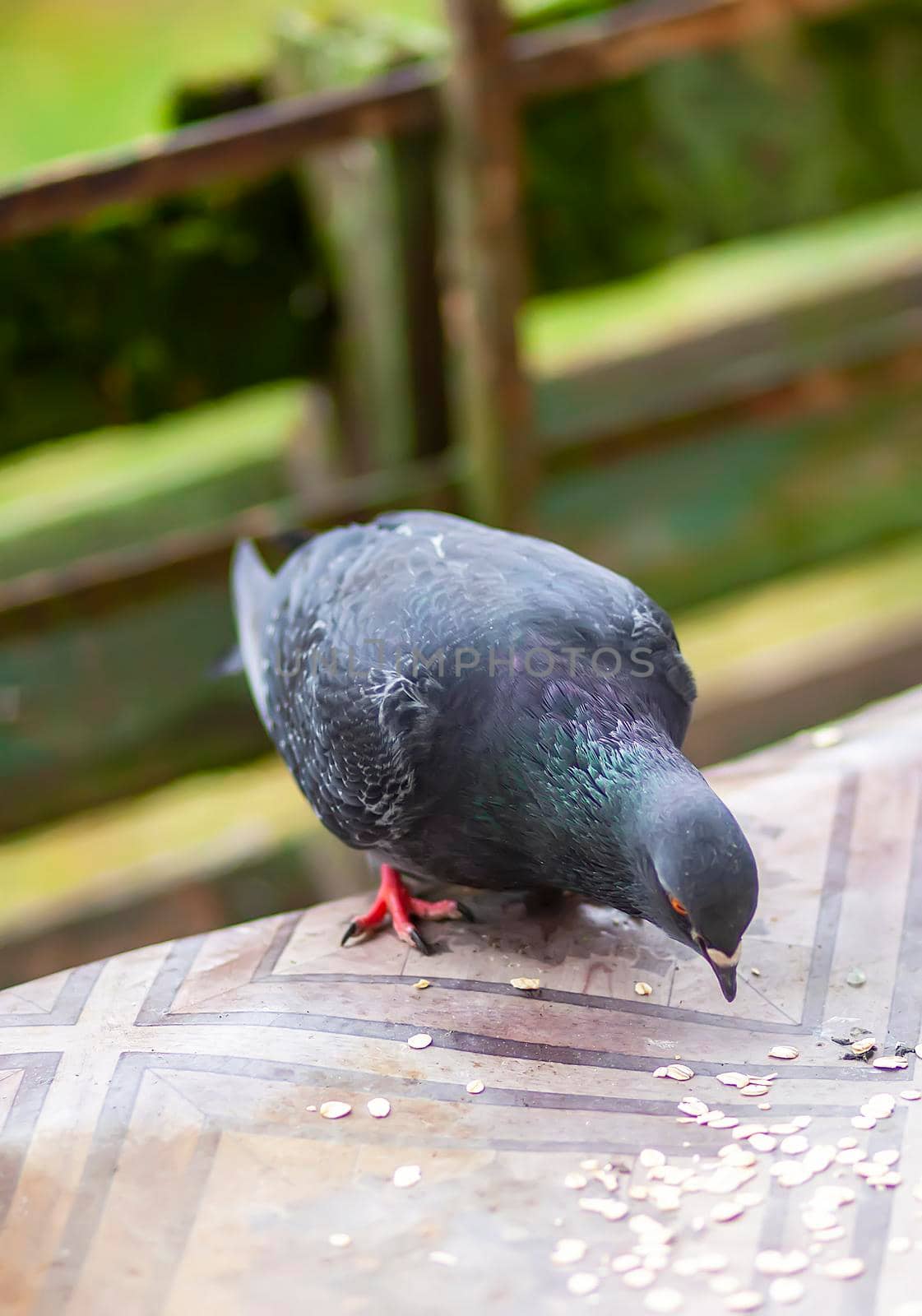 Funny Pigeon bird eating rolled oats outdoors