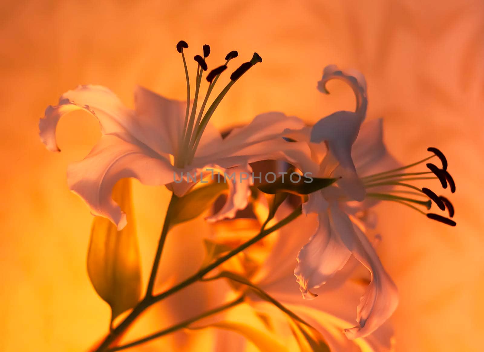 White lily flowers in warm candle light indoors.