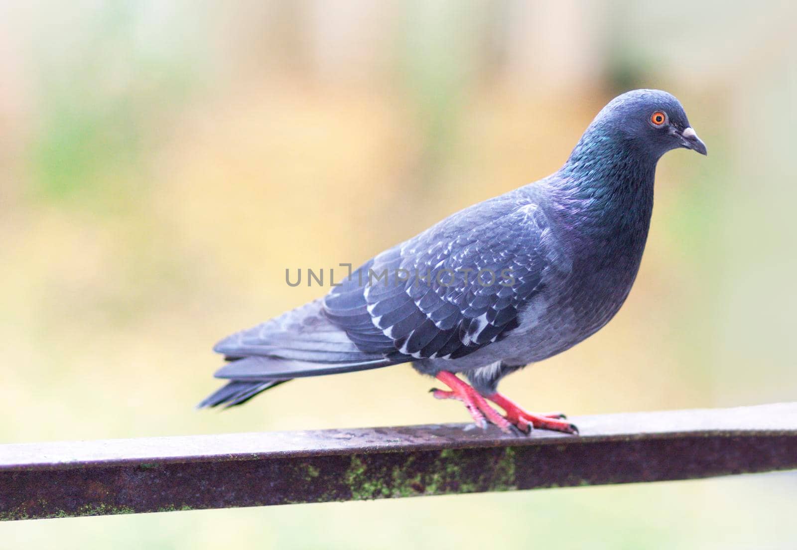 Funny Pigeon bird on balcony railing outdoors.