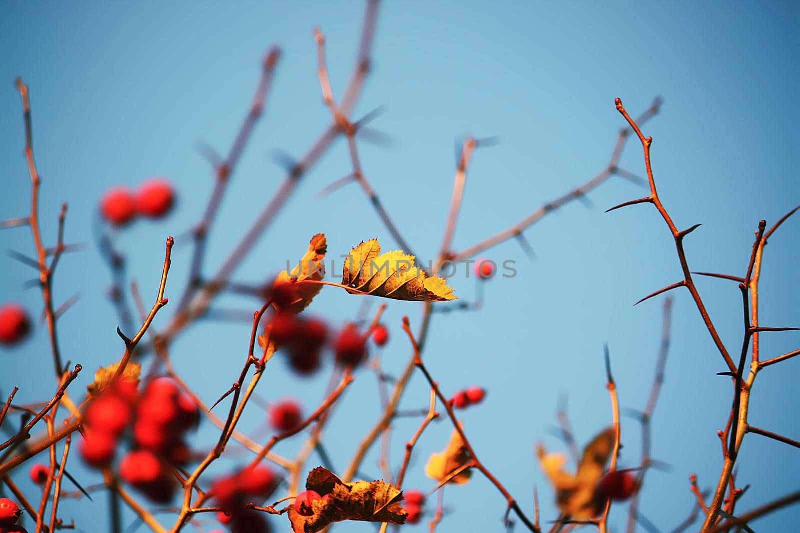 Thorn twigs with red ripe berries on blue sky background in autumn park in November